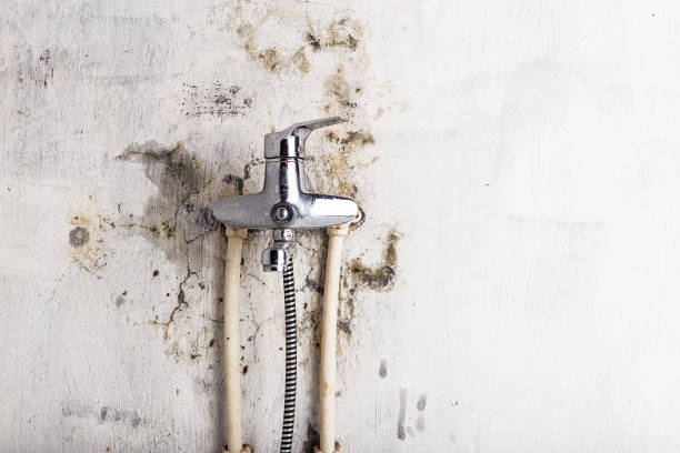 Best Local Mold Removal Service  in Pembroke Park, FL