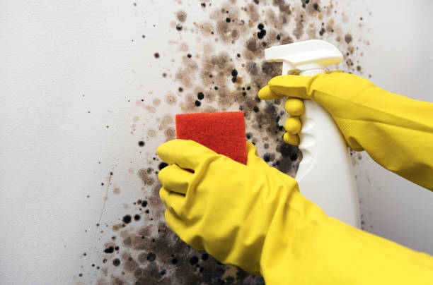 Best Mold Damage Repair  in Pembroke Park, FL